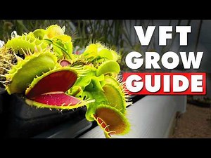 Venus Fly Trap Guide For Beginners | Everything You Need To Know!