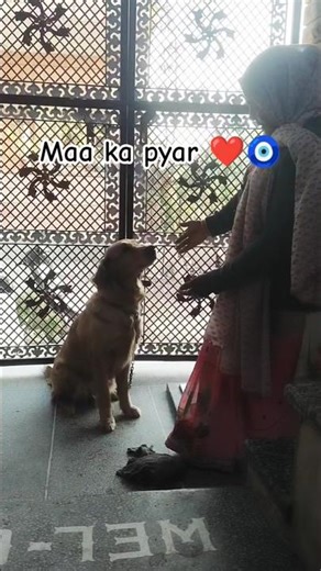 maa ka pyar🧿❤️ #goldenretreivers #babyal #goldenretreiver #babydog #pets #retreiver #babypet #cute
