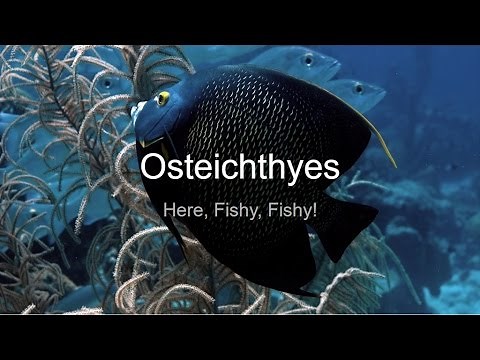 Osteichthyes, an introduction to the Class--CCCS Biology #30