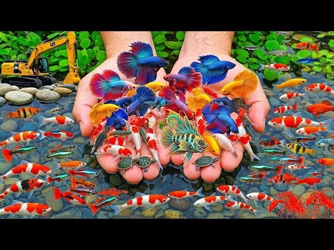 Amazing Color Fish Catch in Small Pond | Catching Koi, GloFish, Tiger Barbs, Platies