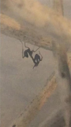 Alien mantis setup!! I1 Ghost mantis (P. Paradoxa)