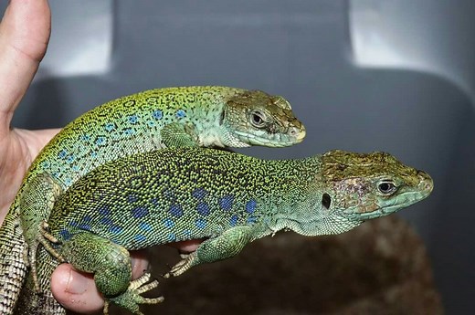 Jeweled Lacerta Care Sheet | Reptiles' Cove