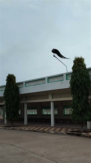 #shyam #radharani #radha_radha_radha_radha_radha #shortvideo