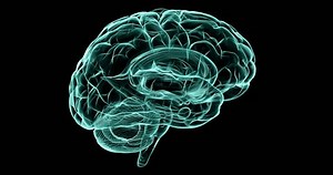 Highly detailed 3D render of a human brain x-ray. Seamlessly loops.