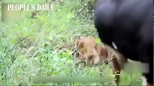 28K views · 1.1K reactions | Hello, little one! Asian bison baby was first spotted in Pu'er, SW China's Yunnan! | People's Daily, China | Facebook