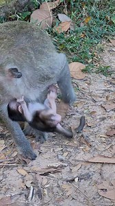 Sweet baby Bessie look h-ard to nursing #monkey | Life Of Monkeys