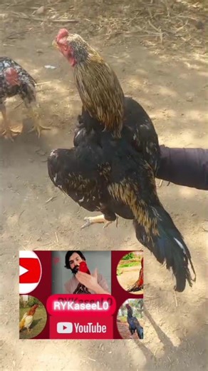 Java murga abhi Kora hai