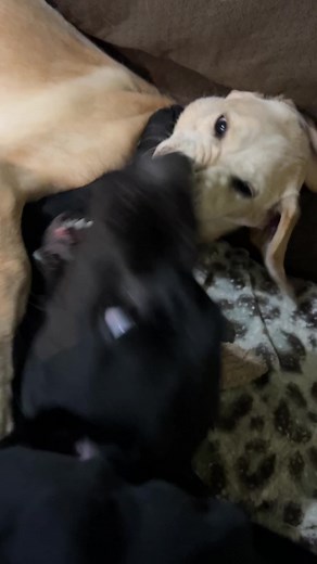 7.4K views · 909 reactions | These two silly boys!! They are so funny! #reels #onehappyassfarm #puppies #donkeys #farmlife #legend #maverick | One Happy Ass Farm | Facebook