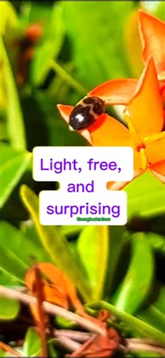 🐞✨ Black ladybug reveals the secret to joy in your garden! 🌸💫