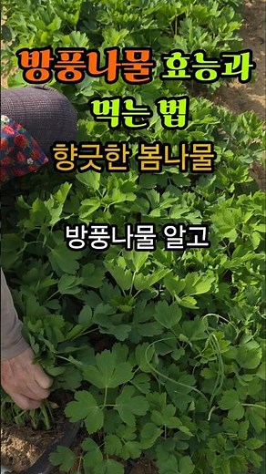 Benefits and How to Eat Bangpungnamul #Recipe #HealthInfo
