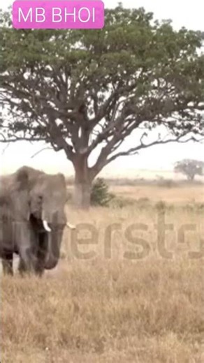 Elephant, african elephants.Big elephant family with babies.The animals running through the savannah