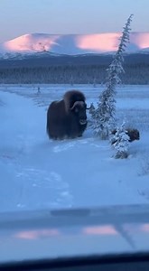 January 14, 2026 — open prairie in the northern plains The wolf went for the calf. Low, fast, teeth aimed for the back leg — a clean move meant to separate it from its mother. It almost worked. The bison spun. She charged through the dust and snow, head down, horns sweeping wide. The wolf tried to dodge — too late. One horn caught underneath and flipped it into the air, body tumbling end over end before slamming back to the ground. The message landed harder than the wolf did. The rest of the pac