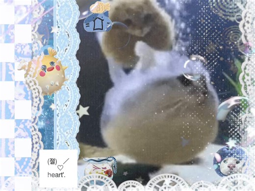 Adorable Catfish Swimming in the Sea