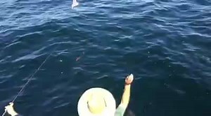 20K views · 111 shares | Those reefs just south of Gulf Shores, have a lot of small red snappers swarming on top. Isn't this the coolest sight? | Orange Beach Fishing Charters | Facebook