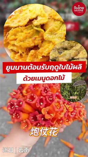 ยูนนานต้อนรับฤดูใบไม้ผลิ ด้วยเมนูดอกไม้ เมื่อฤดูใบไม้ผลิมาถึง ชาวยูนนานในประเทศจีนมีธรรมเนียม “กินดอกไม้” ต้อนรับฤดูกาลใหม่ ดอกไม้หลากชนิด เช่น ดอกพวงแสด (炮仗花), ดอกถังหลี (棠梨花), ดอกแมกโนเลีย (玉兰花) และดอกฟักทอง (南瓜花) ถูกนำมาปรุงเป็นอาหารพื้นถิ่น ทั้งผัด ทอด หรือใส่ซุป กลายเป็นรสชาติแห่งฤดูใบไม้ผลิที่สืบทอดกันมายาวนาน แล้วคุณล่ะ ชอบดอกไม้ชนิดไหนที่สุด? ที่มา Yunnan.cn #จีนไทยใช่อื่นไกลTAPMedia