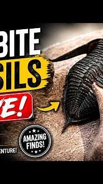 Amazing Trilobite Fossils LIVE!| Discover Rare Paleozoic Fossils