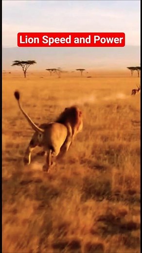 Lion Power – Lion Jungle Ka Asli King | 650 PSI Bite Force & 8 km Roar!