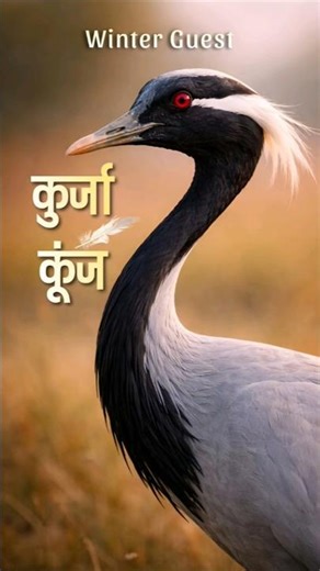 Koonj | India’s Winter Guest from the Himalayas #yt #shorts #ytshorts