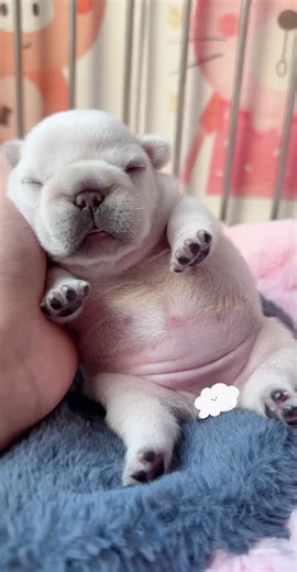 Cute Fat Puppy Snoring Loudly Compilation