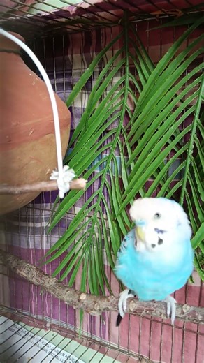happy budgie #budget #blackfacebudgie #birds #budgielove #budgiediet #budgies #budgieseat #budgie