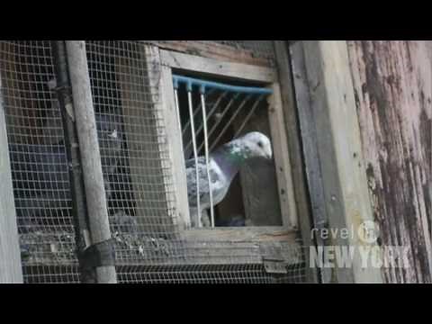Pigeon Lady