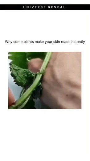 The Factonaut on Instagram: "Some plants have special hairs called stinging trichomes. These tiny structures on leaves and stems work like small natural needles. When touched, they break easily and release mild irritating chemicals on the skin. This creates a short, uncomfortable sensation that helps the plant protect itself from being disturbed. This video is for educational purposes only. All credits go to the original creators. If you are the owner and have concerns, please DM us and we’ll ta