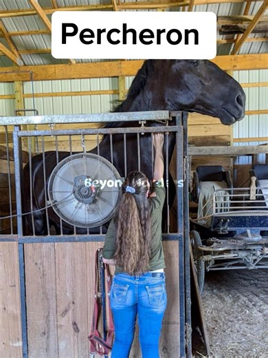 Animals That Are Bigger Than You Think #animals #shorts #facts