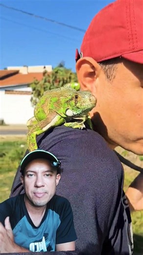 Iguana tips that nobody talks about.