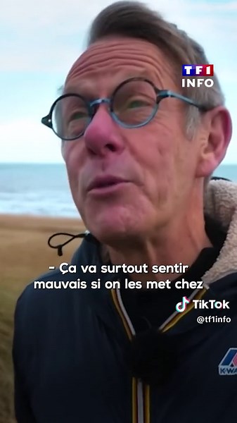 🌊⭐ Des dizaines de milliers d'étoiles de mer échouées sur la plage... Des images rares mais pas anormales à Cabourg et Merville-Franceville-Plage dans le Calvados #nature #insolite #sea