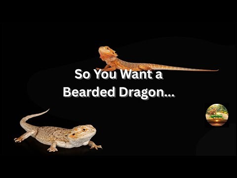 Bearded Dragon Care Guide!