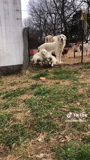 Great Pyrenees Puppy Morning Routine
