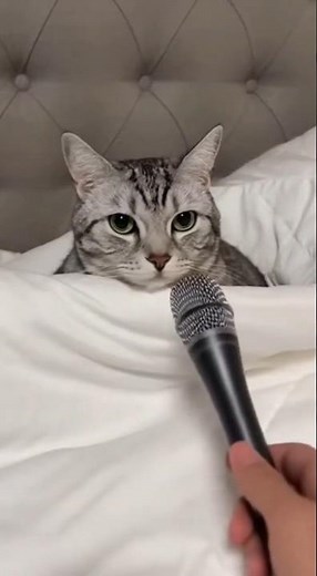CUTE CAT Gets a Microphone Surprise! 🎤🐱