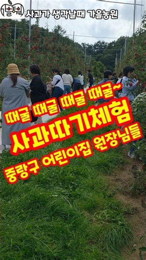 사과따기체험 어린이집 원장님들 사과 누구나 순수한어린이 가을농원 #shorts