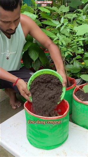 🌱 How to Grow Tomatoes in Grow Bags | Step-by-Step Method for Fast Growth! #shorts #tomatoplant #diy