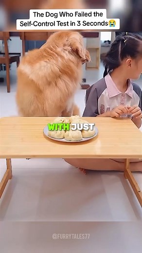 The Dog Who Failed the Self-Control Test in 3 Seconds😭🍪 #Love #animals #usa #shorts | Furry Tales Usa