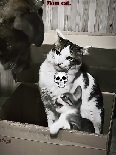 Mom Cat Protecting Her Kittens: A Heartwarming Display
