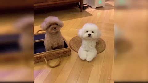 Funny Dog: Zoomies, Wiggles, and Happy Dances!