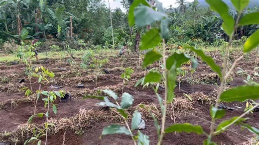 Introducing biodiversified farming ignites the new beginning.. #agarwood #albaylapnisan #oudh #mountains | FCSurara Agarwood Integrated Farm