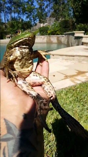 Frog farts are funny.