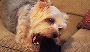 11 Life Hacks For Dogs