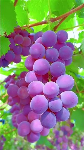 Beautiful nature with rural life - harvest fresh |fruits in the summer🍓 #fruit#yummy