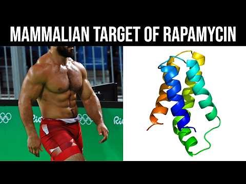 How to Maximise mTOR Naturally to Build Muscle on Command