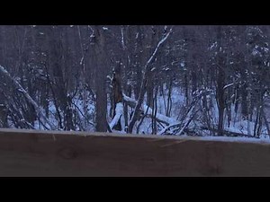 Giant Ussury wild boar hunting in Primorye of Russia