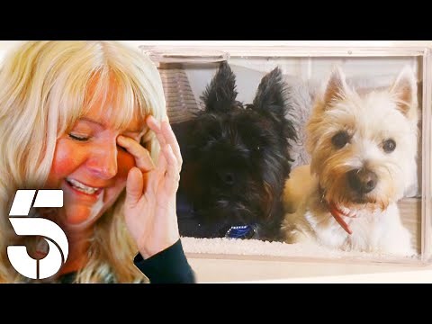 How To Help a Grieving Dog | Dogs Behaving (Very) Badly | Channel 5