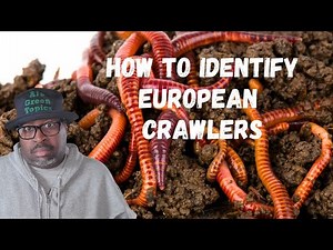 What Do European Nightcrawlers LOOK Like