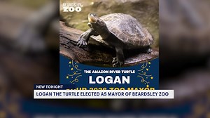 Shell-ebrate: Logan the Amazon River Turtle elected Mayor of the Beardsley Zoo