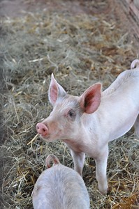 Hog Hell: How Pigs Are Raised and Killed for Meat - Issues - PETA Asia