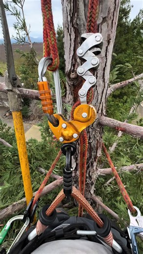 Understanding Redwood Thinning Practices