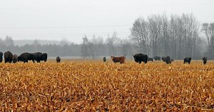 Polska krowa uciekła ze wsi i przyłączyła się do stada żubrów!