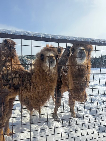Cold-weather animals at Brights Zoo enjoy snow